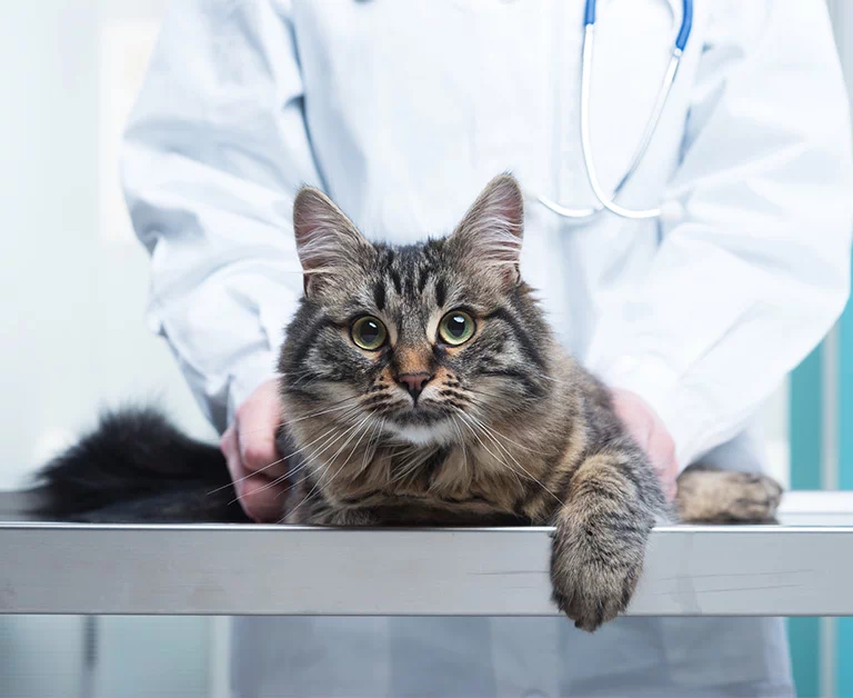 kot w gabinecie lekarskim 