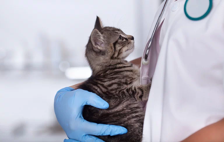 kotek na ręce u doktora